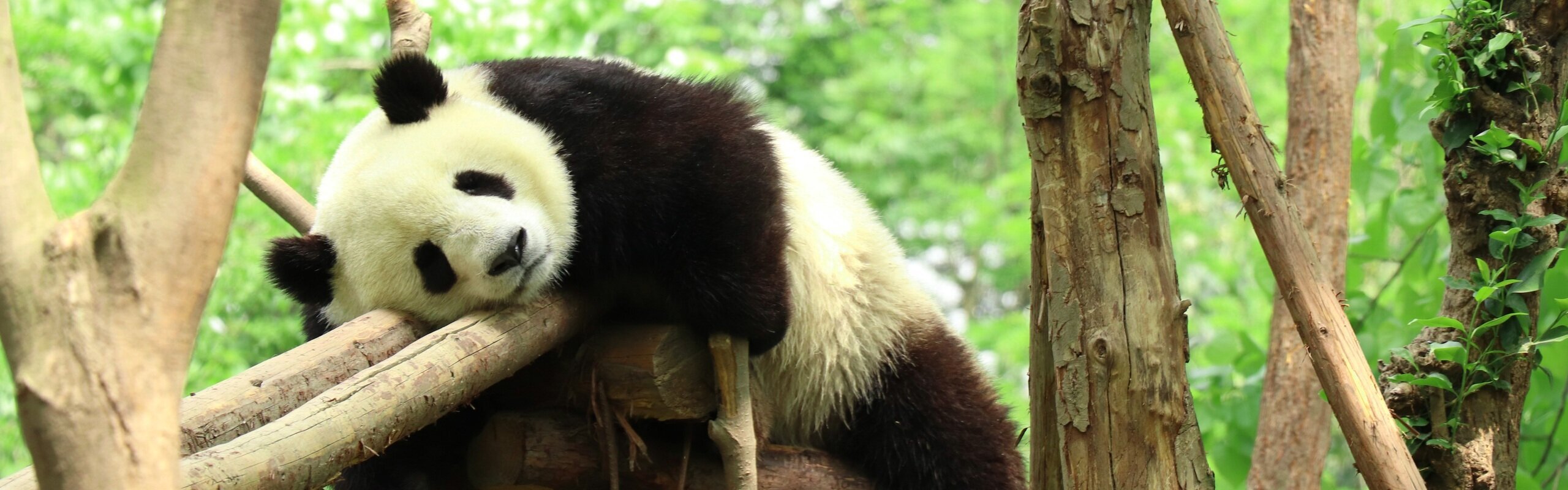 Chengdu Travel Guide 2026: Attractions, Itinerary, Best Times 